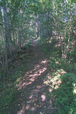 turist patika yeşil ormanda yürümek doğal görünümü
