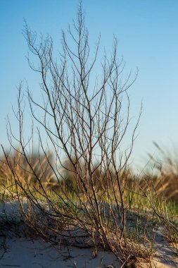 Sonbahar ormandaki ağaç dalları yukarıya kapatmak