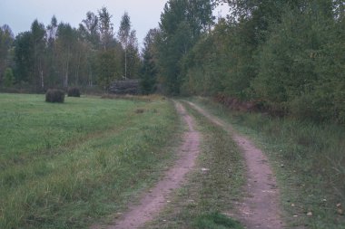 turist patika yeşil ormanda yürümek doğal görünümü