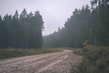 Her iki tarafta, Letonya büyük ağaçları ile boş yol