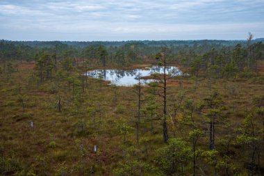 Sonbahar ormandaki ağaçlar doğal görünümünü