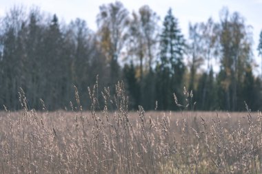 Yaz aylarında ekili buğday alanının doğal görünümü
