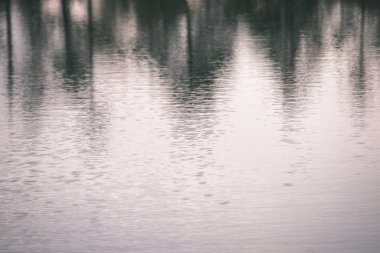 bataklık göllerde geç sonbaharda orman yansıması