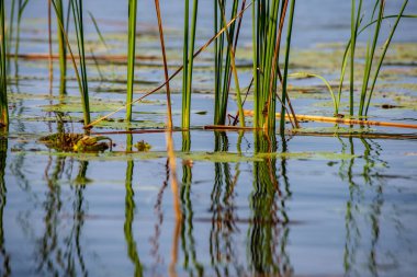 vahşi reed ve nehir manzaralı görünüm