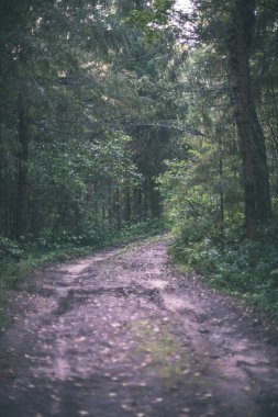 turist patika yeşil ormanda yürümek doğal görünümü