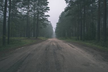 ormandaki yeşil yeşillik ile boş yol