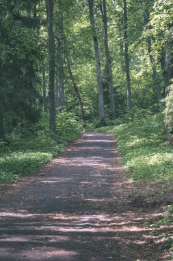 turist patika yeşil ormanda yürümek doğal görünümü