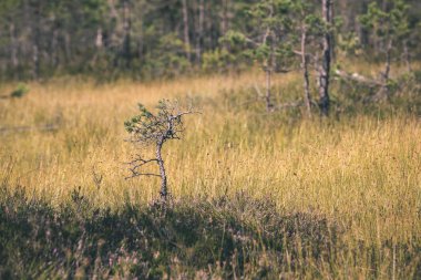 Sonbahar ormandaki ağaçlar doğal görünümünü