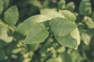 arka plan olarak yeşil yeşillik doku görünümü kapatın