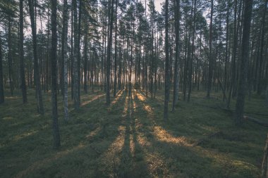 güzel sonbahar orman manzaralı görünüm