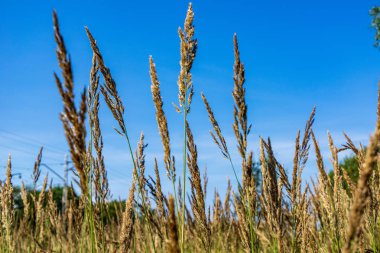 mavi gökyüzü arka plan üzerinde yabani bitkilerin görünümü kadar kapatın