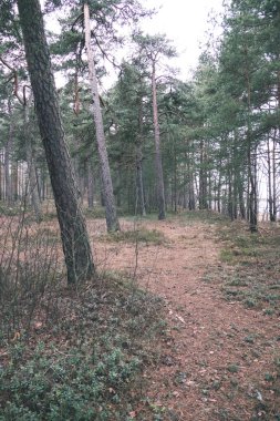 çam ağacı orman kış öncesi doğal görünümünü