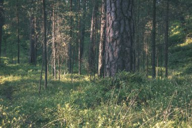 Orman ağaçları ve yeşil bitki örtüsü ile doğal görünümünü yaz gününde