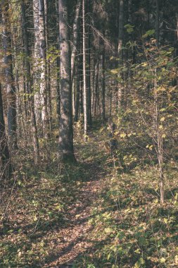 güzel sonbahar orman manzaralı görünüm