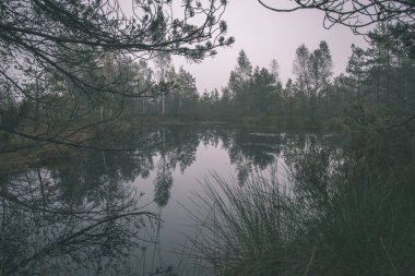 puslu sabah güzel doğal görünümünü bataklık alan