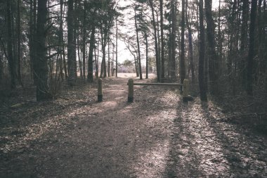 çam ağacı orman kış öncesi doğal görünümünü