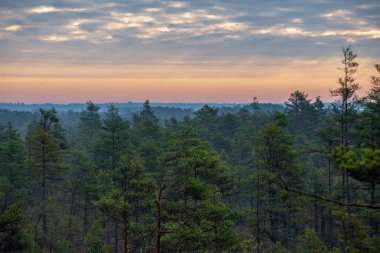 Sonbahar ormandaki ağaçlar doğal görünümünü