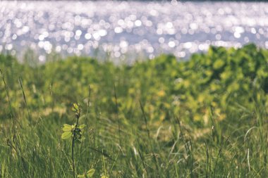 zemin üzerine yeşil çim ve bulanık Gölü görünümü kadar kapatın
