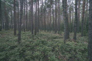 Sonbahar Orman Peyzaj doğal görünümü