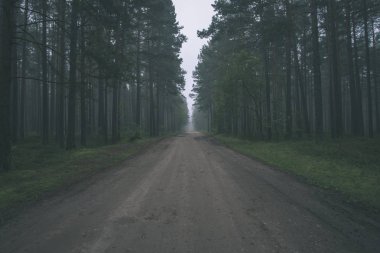 ormandaki yeşil yeşillik ile boş yol