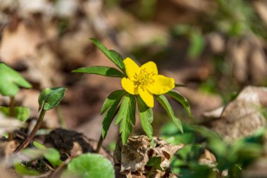 Orman Doğa Ayrıntılar arka plan görünümünü kapat