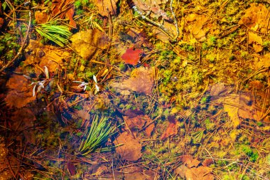 arka plan olarak bitki ve toprak görünümü kapatın