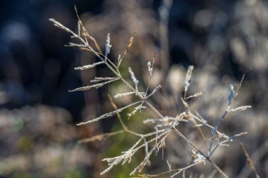 fon olarak kadar güzel bitkisinin görünümü Kapat