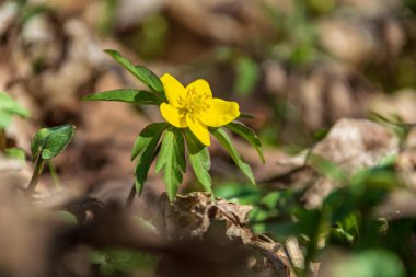 Orman Doğa Ayrıntılar arka plan görünümünü kapat