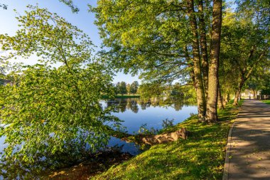 doğal orman Ayrıntılar arka plan görünümünü