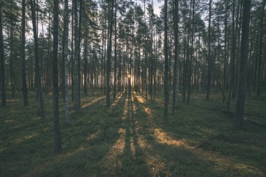 güzel sonbahar orman manzaralı görünüm