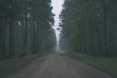 ormandaki yeşil yeşillik ile boş yol