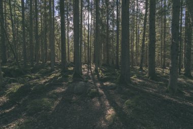 güzel sonbahar orman manzaralı görünüm