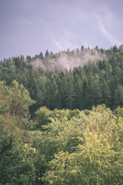 sonbahar orman manzara renkli ağaçlar ve sisli hava