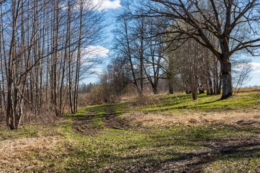 güzel sonbahar orman manzaralı görünüm