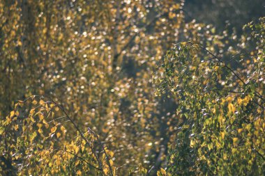 Orman Doğa ayrıntılara kadar kapatın