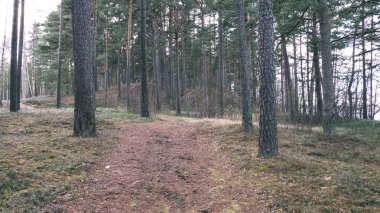 çam ağacı orman kış öncesi doğal görünümünü