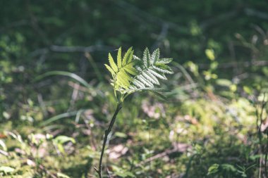 Orman Doğa ayrıntılara kadar kapatın