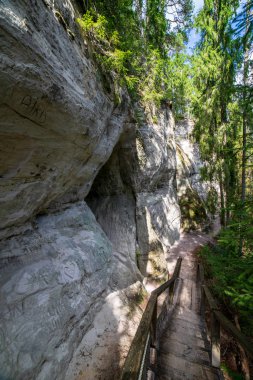 ahşap pathwalk ormandaki, Letonya ile turist iz
