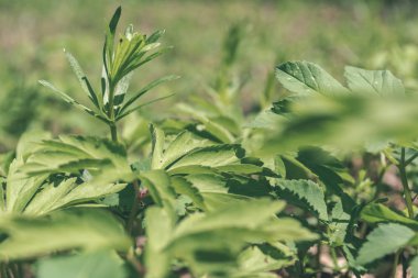 yeşil yaprakları arka plan görünümünü kapat 