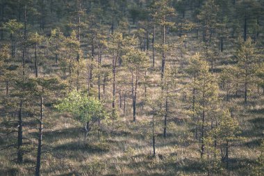 Sonbahar ormandaki ağaçlar doğal görünümünü