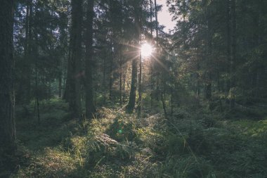 güzel sonbahar orman manzaralı görünüm