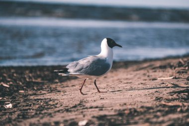 doğal yaşam alanı içinde yabani kuş doğal görünümünü
