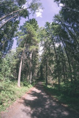 Her iki tarafta, Letonya büyük ağaçları ile boş yol