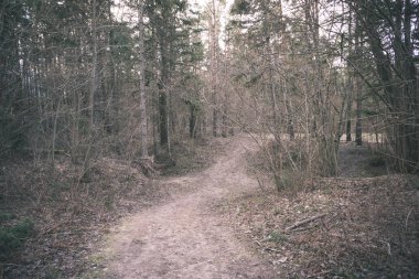 çam ağacı orman kış öncesi doğal görünümünü