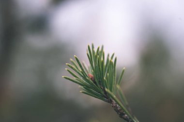 Orman Doğa ayrıntılara kadar kapatın