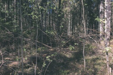 güzel sonbahar orman manzaralı görünüm