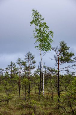 Sonbahar ormandaki ağaçlar doğal görünümünü