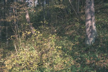 güzel sonbahar orman manzaralı görünüm