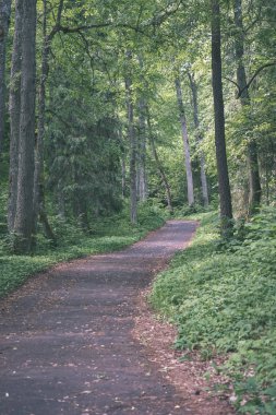 turist patika yeşil ormanda yürümek doğal görünümü