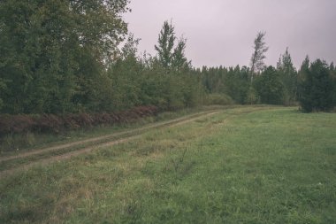 turist patika yeşil ormanda yürümek doğal görünümü